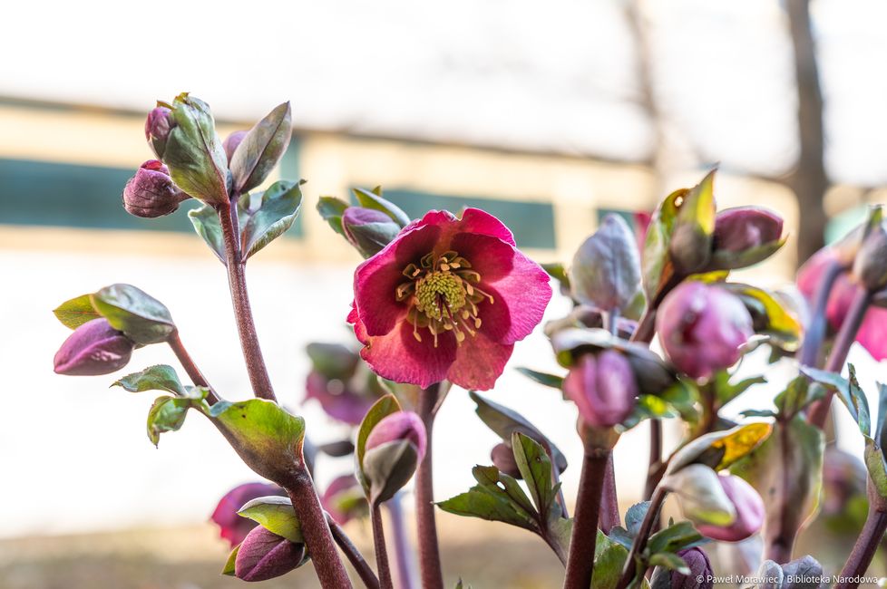 Kwitnie ogród przy Bibliotece Narodowej