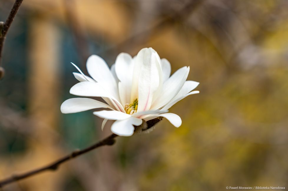 Wiosenne kwiaty przy Bibliotece Narodowej