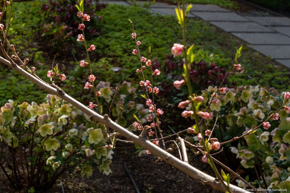 Kwitną czereśnie i&nbsp;brzoskwinie na patio przy Czytelni Dolnej