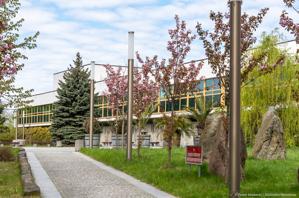 Kwitną wiśnie i&nbsp;kaliny w&nbsp;ogrodzie przy Bibliotece Narodowej